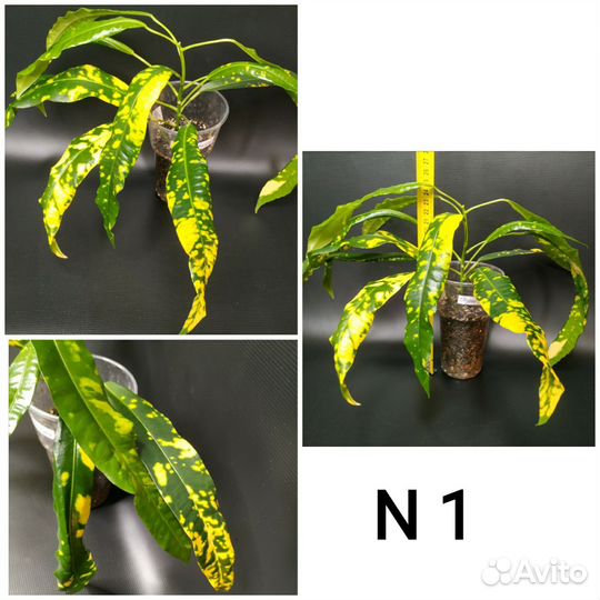 Кротоны, ч. 3