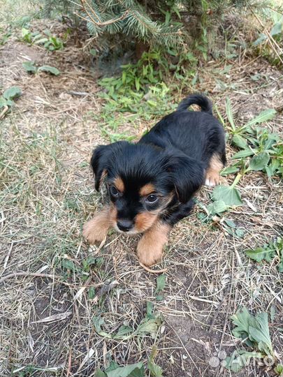 Йоркширский терьер