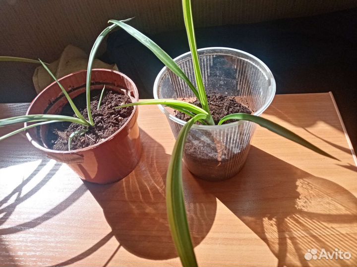 Хлорофитум