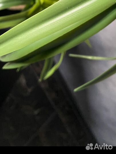 Искусственная драцена 100см