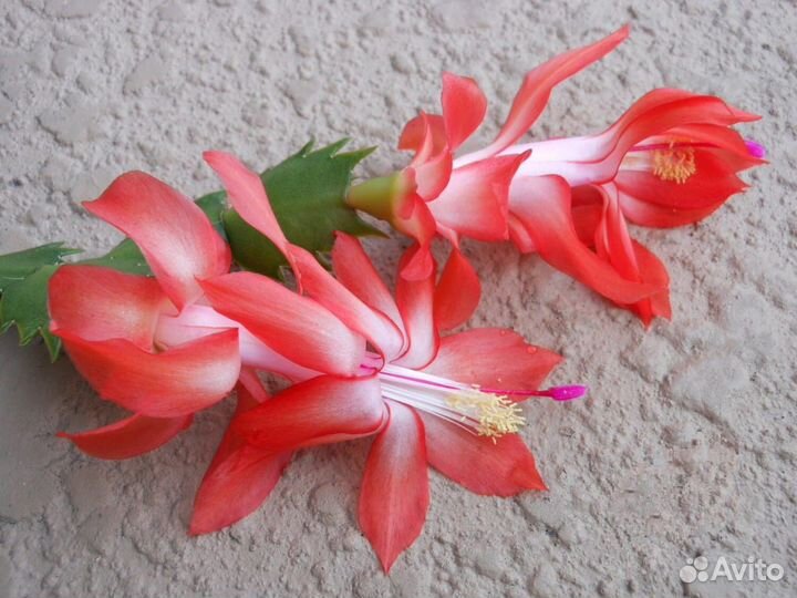 Набор шлюбергеров (декабристов)