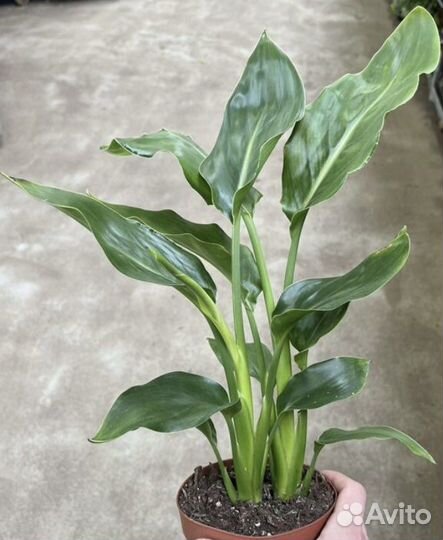 Стрелиция регина