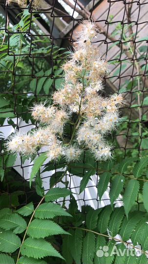 Декоративные кустарники и саженцы деревьев