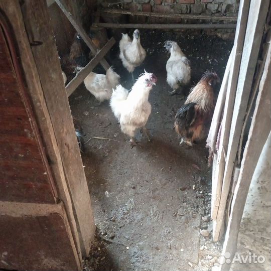 Петух китайский шелковый