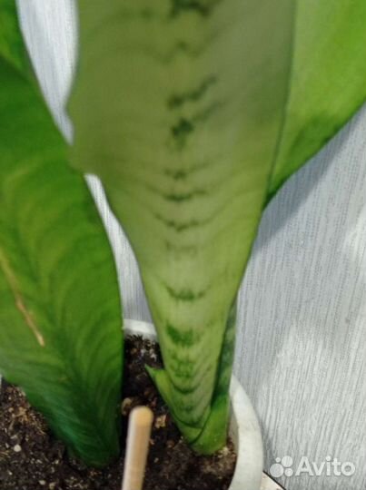 Сансевиерия