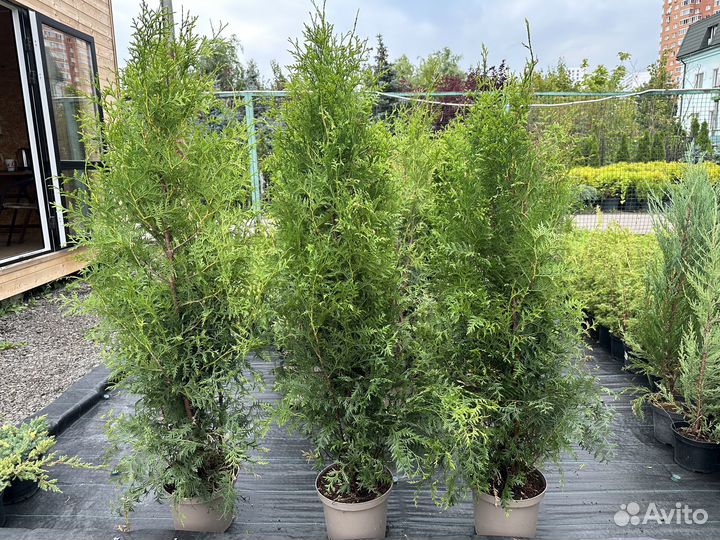 Туя Брабант