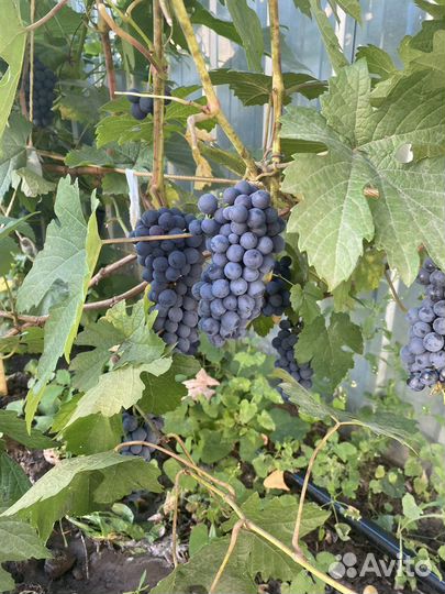 Саженцы винограда