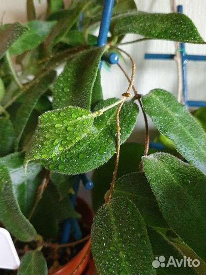 Хойи-пушистики. Опушённые хойи