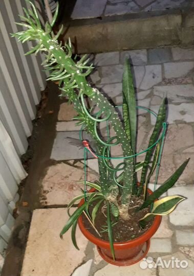 Необычная композиция