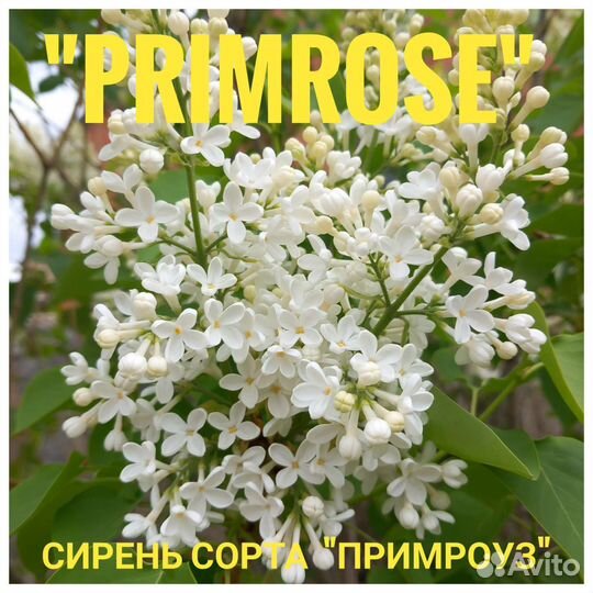 Сирень разных сортов