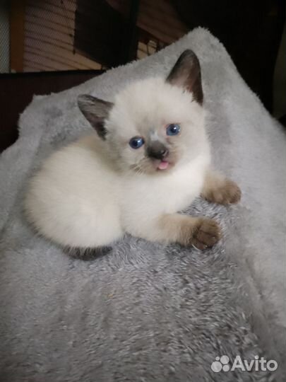 Тайские котята