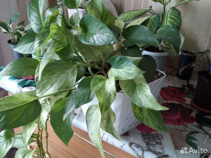 Сциндапсус