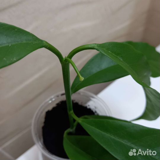 Хойя мультифлора