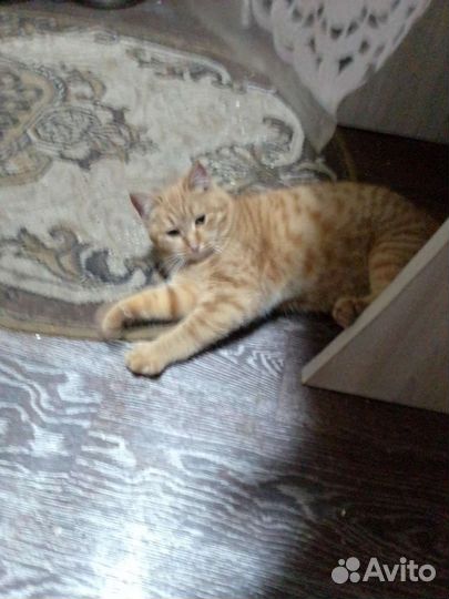 Котики бесплатно в добрые руки