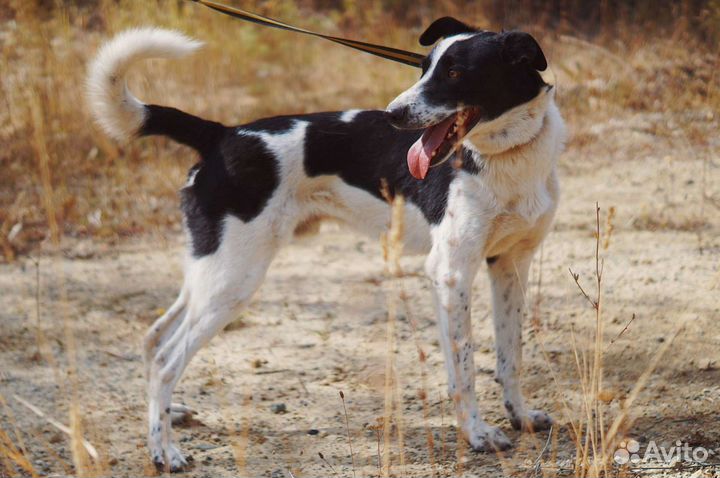 Собака Спрайт