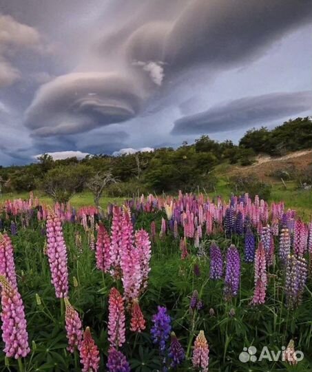 Корни и цветы люпинов