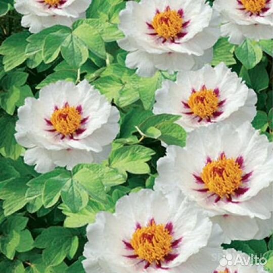 Пион древовидный