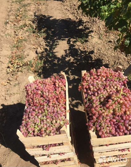 Виноград технический для вина