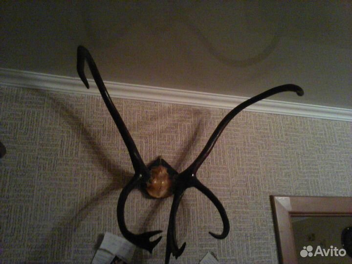 Рога оленя на медальёне коллекционные