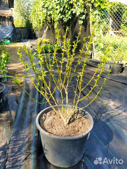 Ива шаровидная