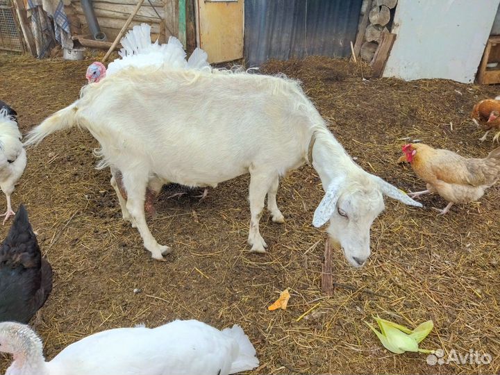 Зааненская дойная коза