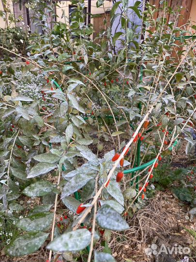 Кусты ягоды Годжи