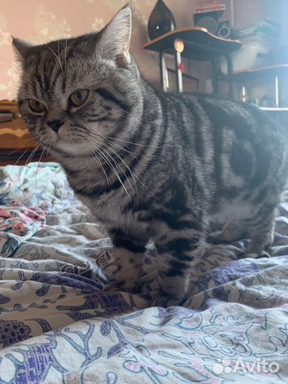 Продаю кота