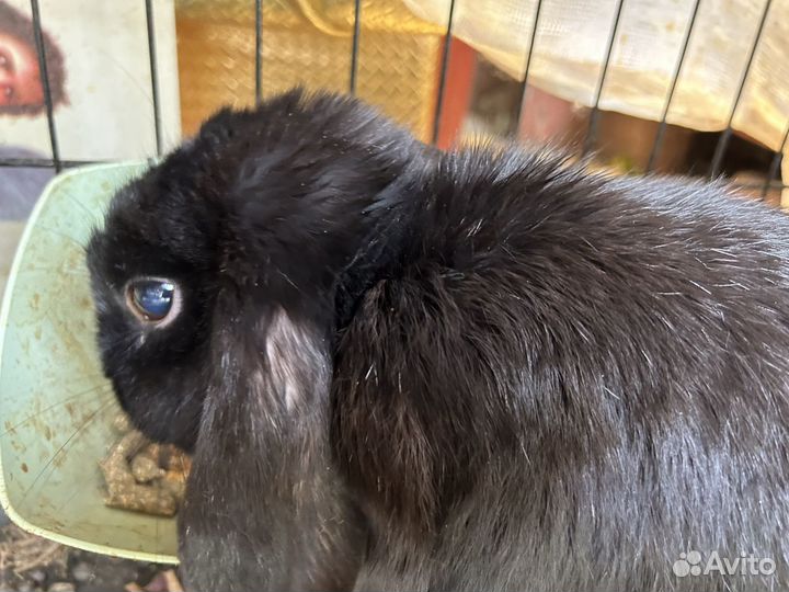 Карликовый вислоухий кролик