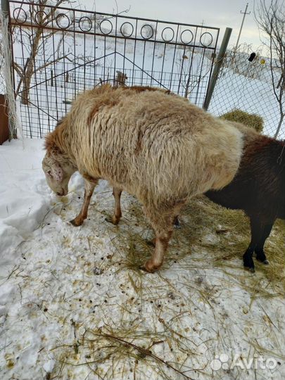 Гейсарский баран