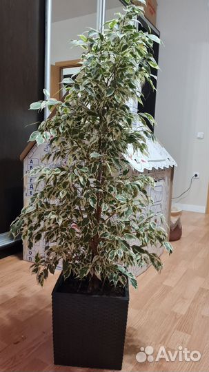 Фикус бенджамина большой