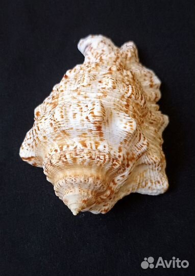 Морские ракушки раковины