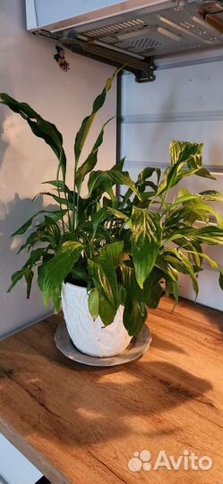 Спатифиллум