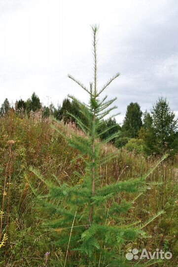 Саженцы лиственницы сибирской