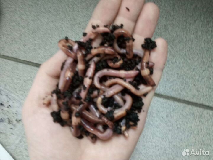 Черви дендробена наживка на рыбалку