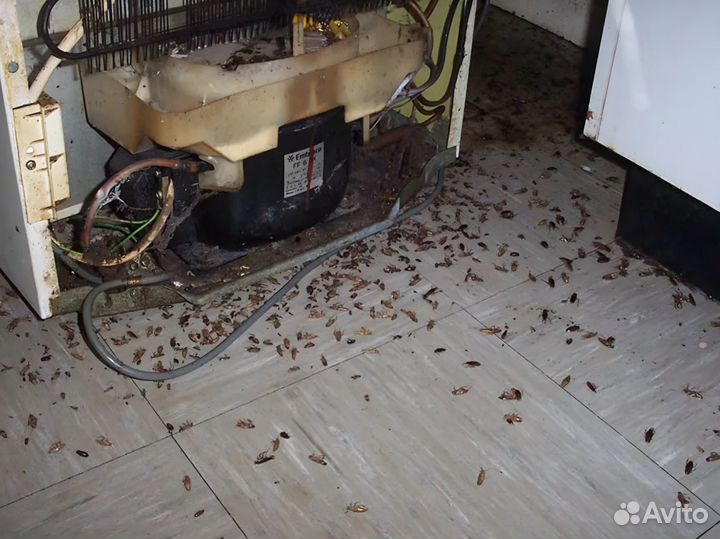 Уничтожение тараканов клопов сэс дезинфекция