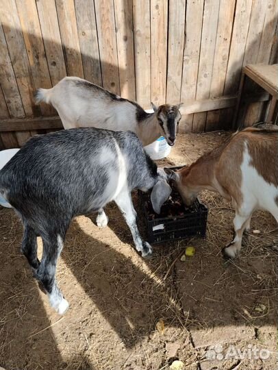 Коза