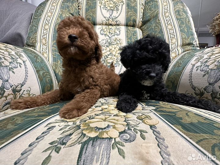 Йоркипу F1 мини и стандарт (гибрид)