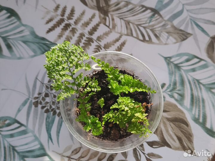 Папоротник комнатный