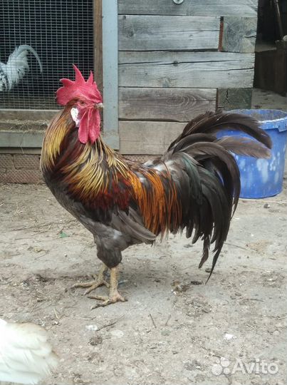 Инкубационное яйцо породистых кур