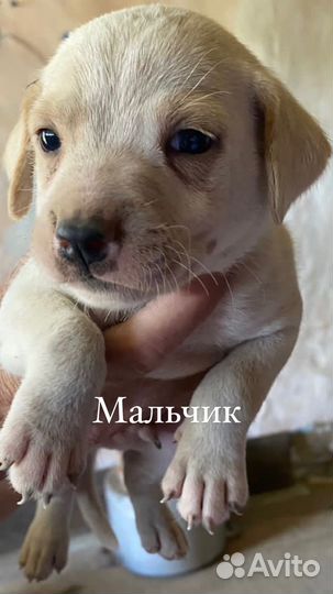Щенки питбуль
