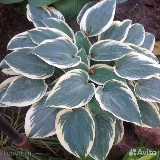 Хоста растение