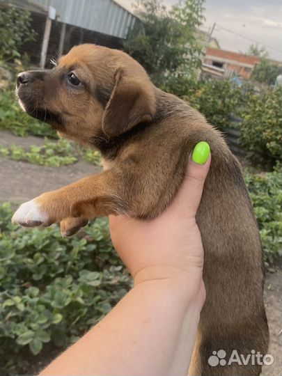 Щенки Той-терьер