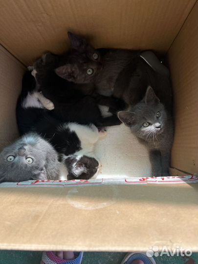 Котята в добрые руки