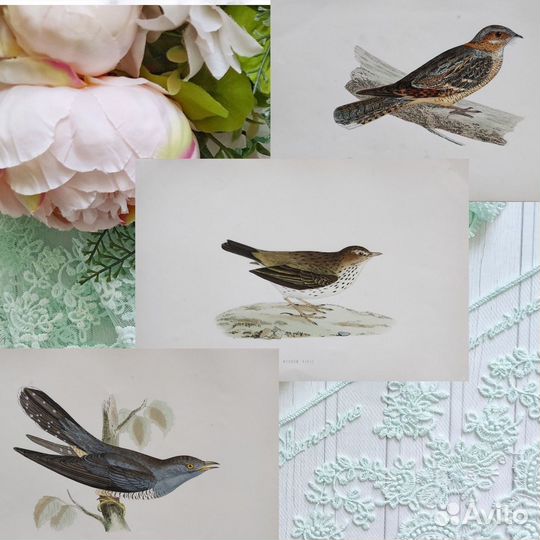 1870 Птицы Британские антикварные литографии