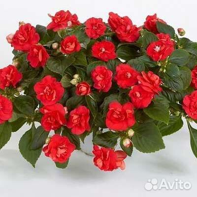 Бальзамины махровые вегетативные