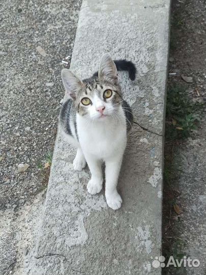 Котёнок в поисках дома