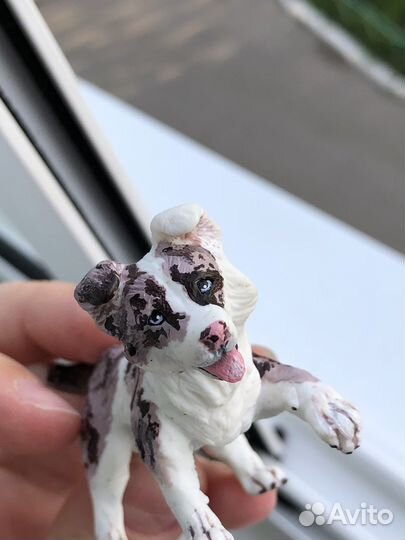 Щенок бордер колли авито доставка