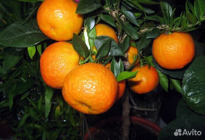 Апельсин Фрагола