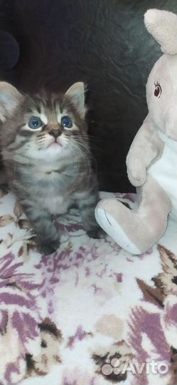 Кошечка в добрые руки