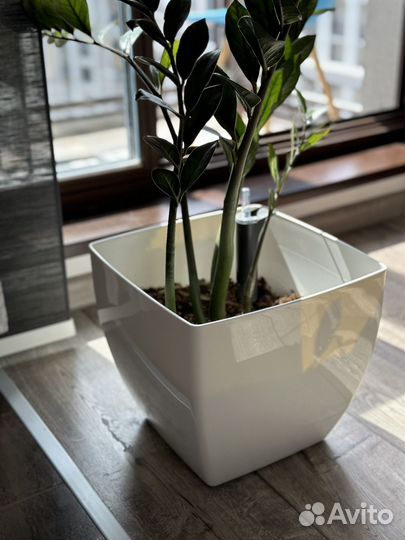 Замиокулькас 75 см и кашпо с автополивом